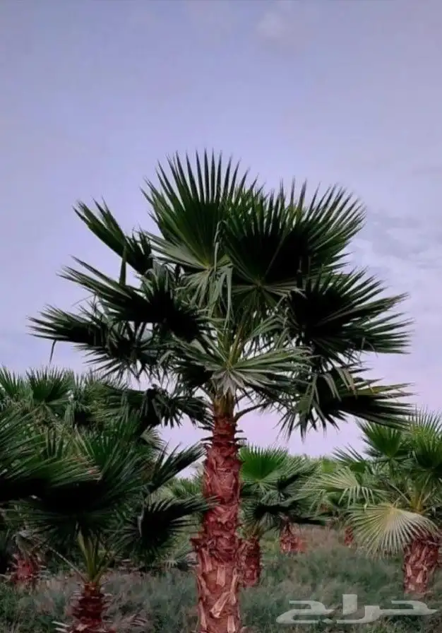 نخل واشنطني 1