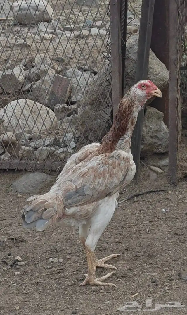 دجاج باكستاني نسل ابو ريتاج 0