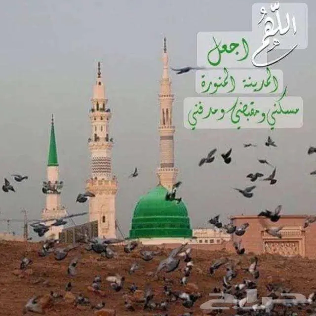 مدرب سياقة دباب خبرة 4