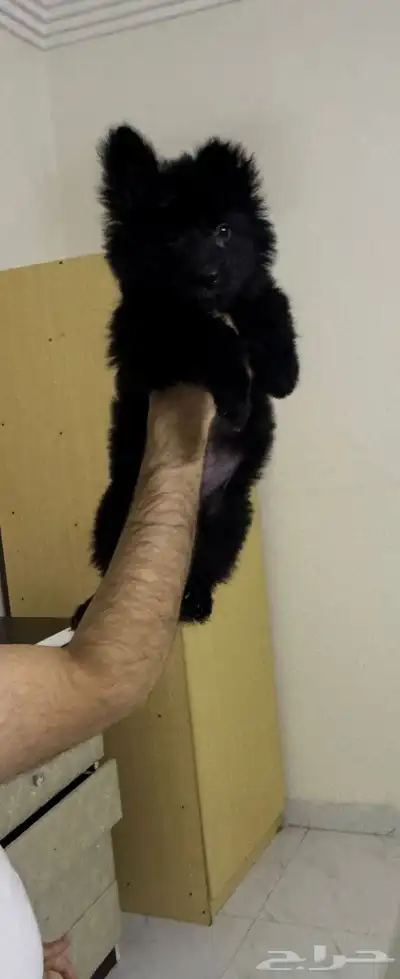 كلبه جيرمن للبيع index