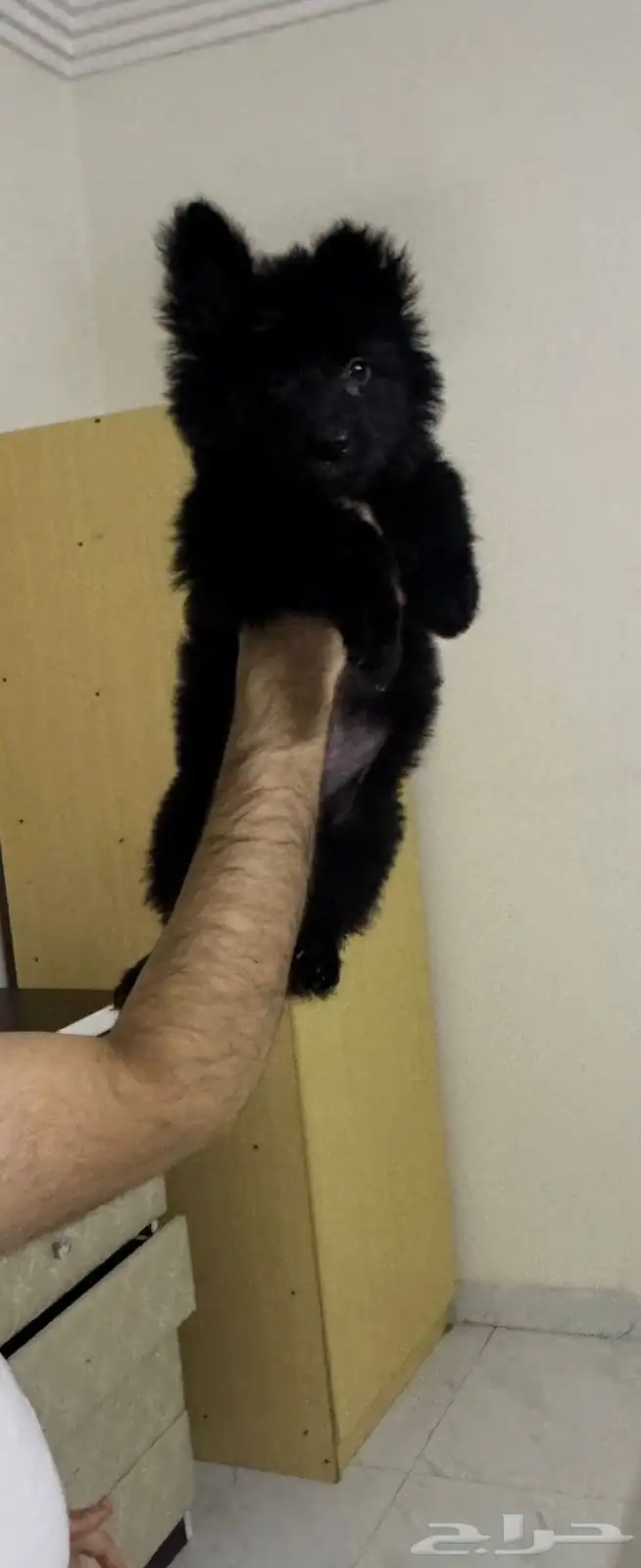 كلبه جيرمن للبيع 4