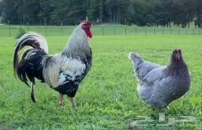 دجاج وديوك بلدي 7