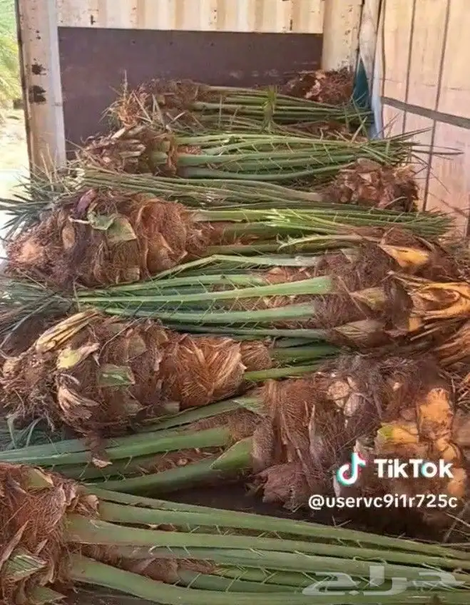 فسايل ونخيل كبير ونقابل بجميع انواعها ومقاساته 9