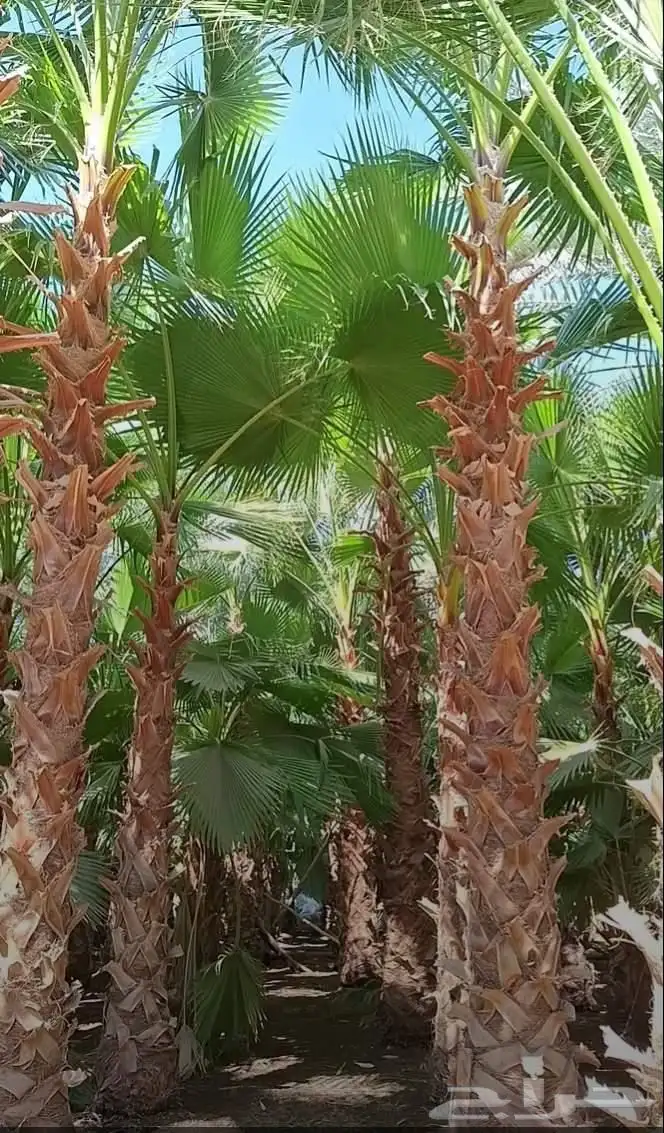 ابومحمد لتوريد وزراعه النخيل الواشنطني الملكي بجميع انواعه 7