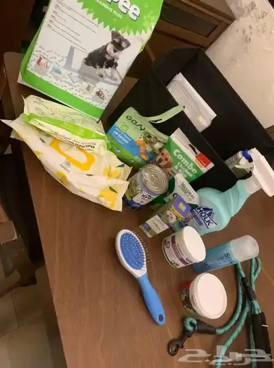 كلب من البيشون فريز الفرنسي index