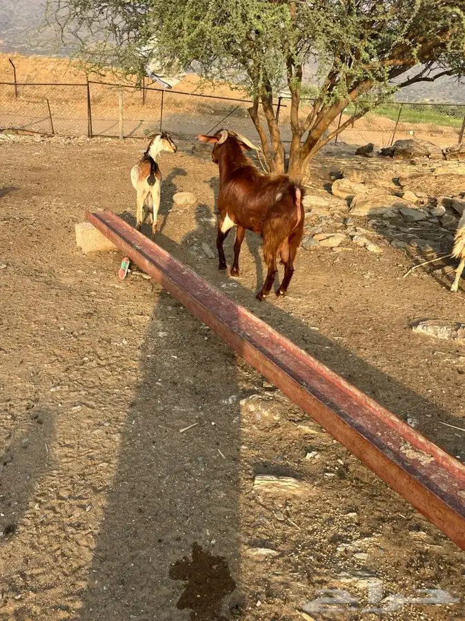 فحل ادهم مطور 6