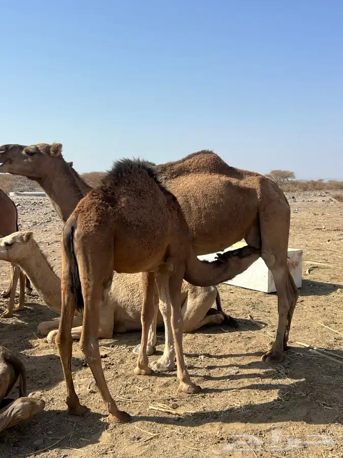 مطلوب حشو حليب خيبر وضواحيها 0