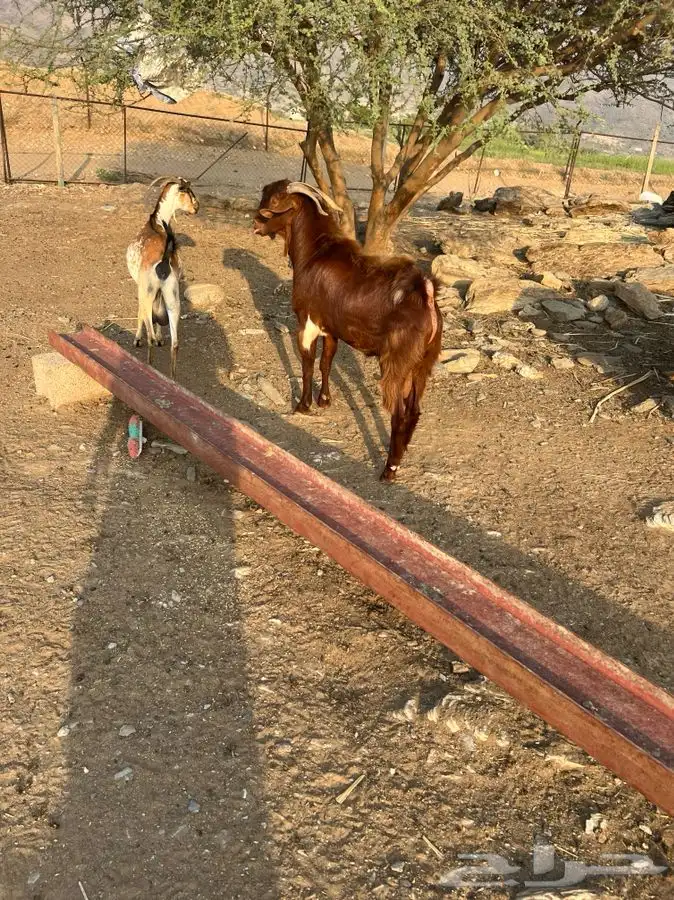 فحل ادهم مطور 5