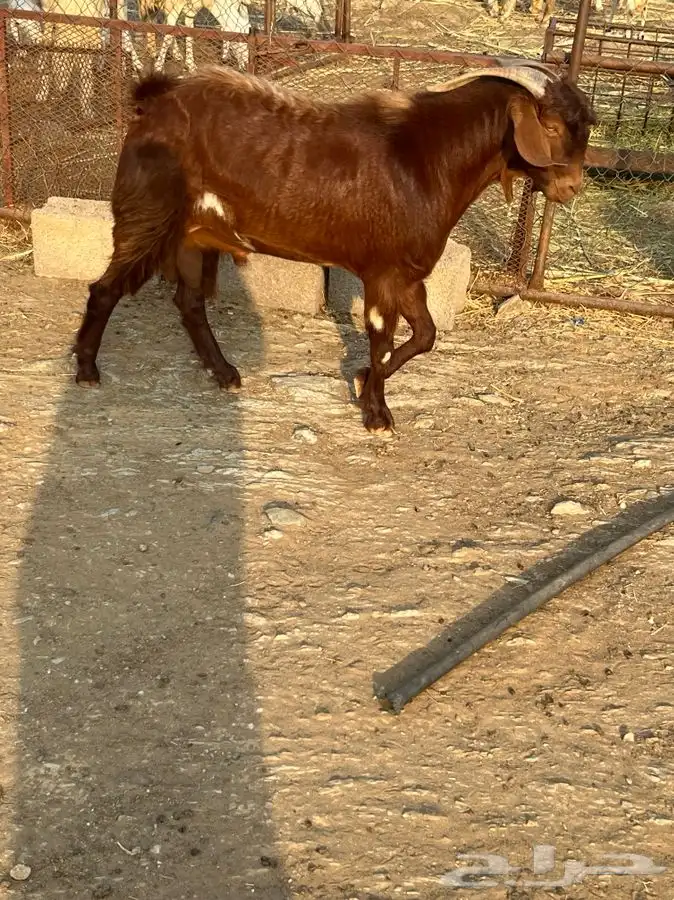 فحل ادهم مطور 7