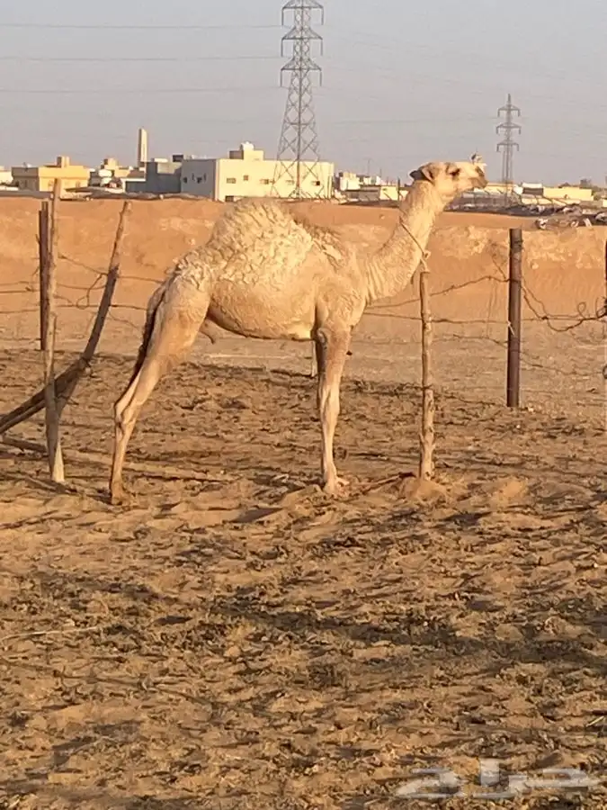 قعود مفرود للبيع الخرج 1