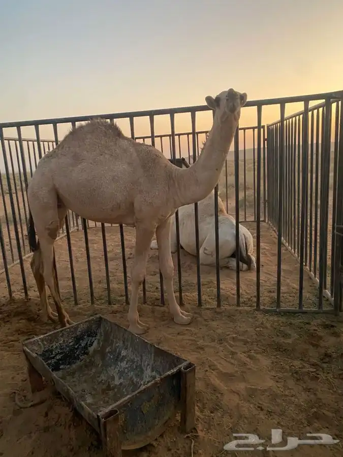 للبيع بكره شقحاء ديبانيه 0