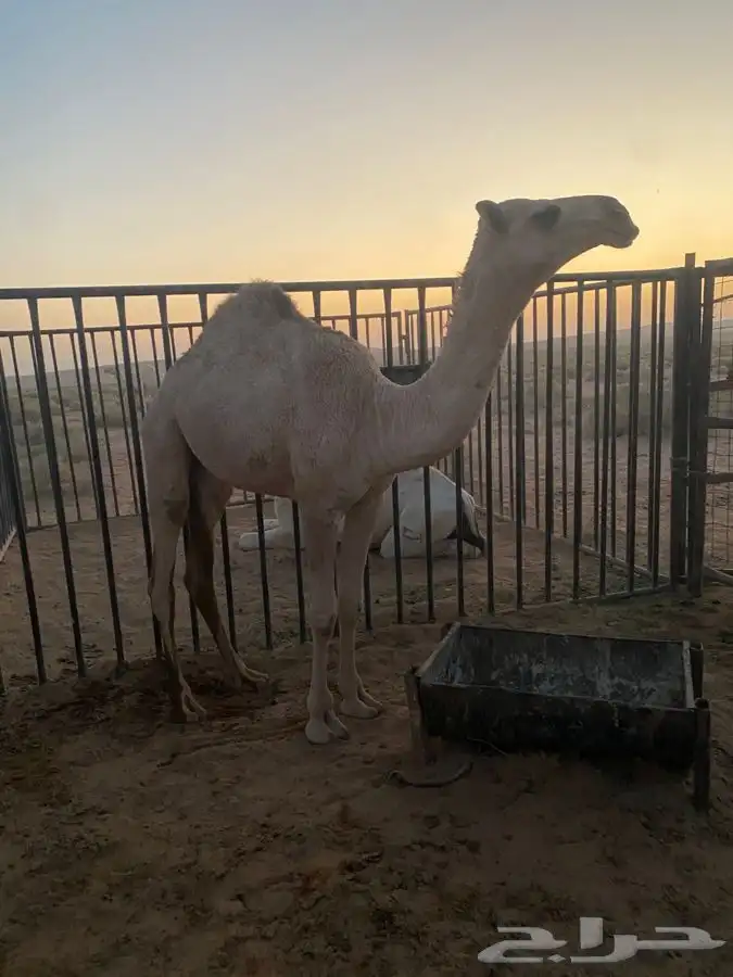 للبيع بكره شقحاء ديبانيه 3