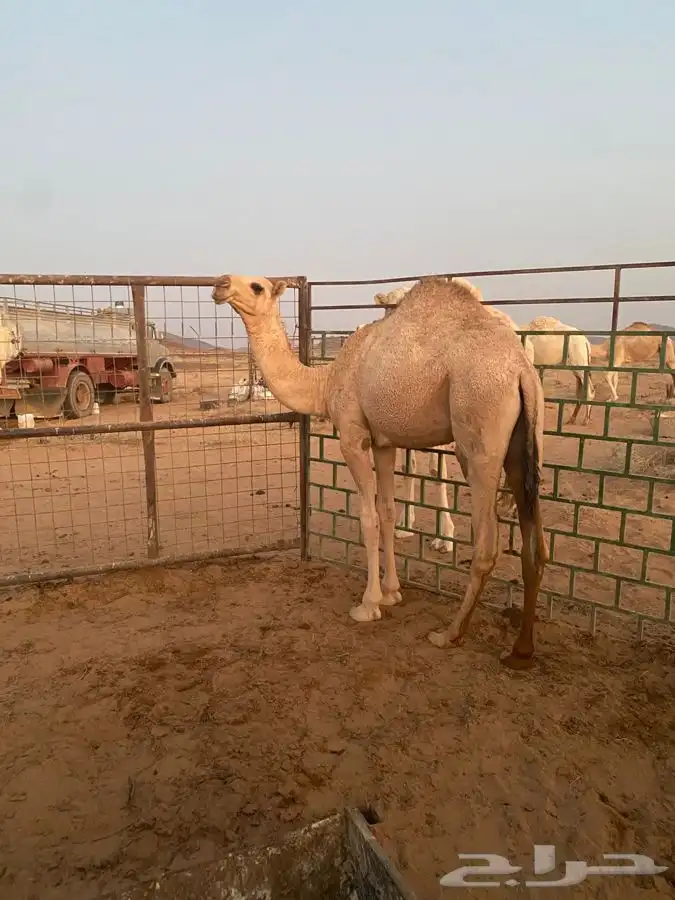 للبيع بكره شقحاء ديبانيه 1