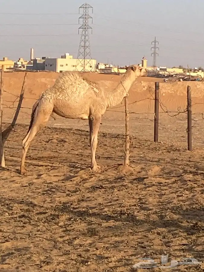 قعود مفرود للبيع الخرج 0