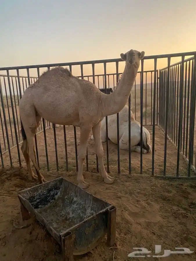 للبيع بكره شقحاء ديبانيه 4