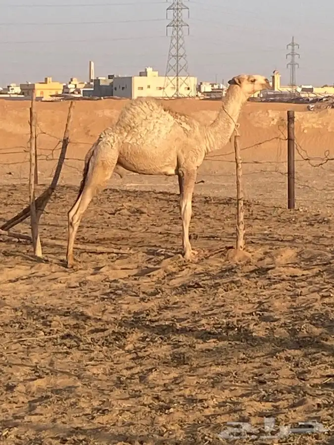 قعود مفرود للبيع الخرج 2