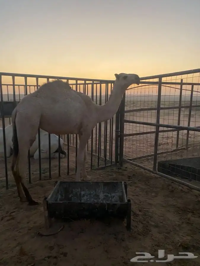 للبيع بكره شقحاء ديبانيه 5