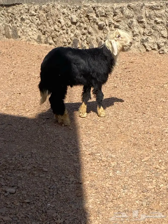 طلي نجدي عمره 8 شهور مشروط النسف 1