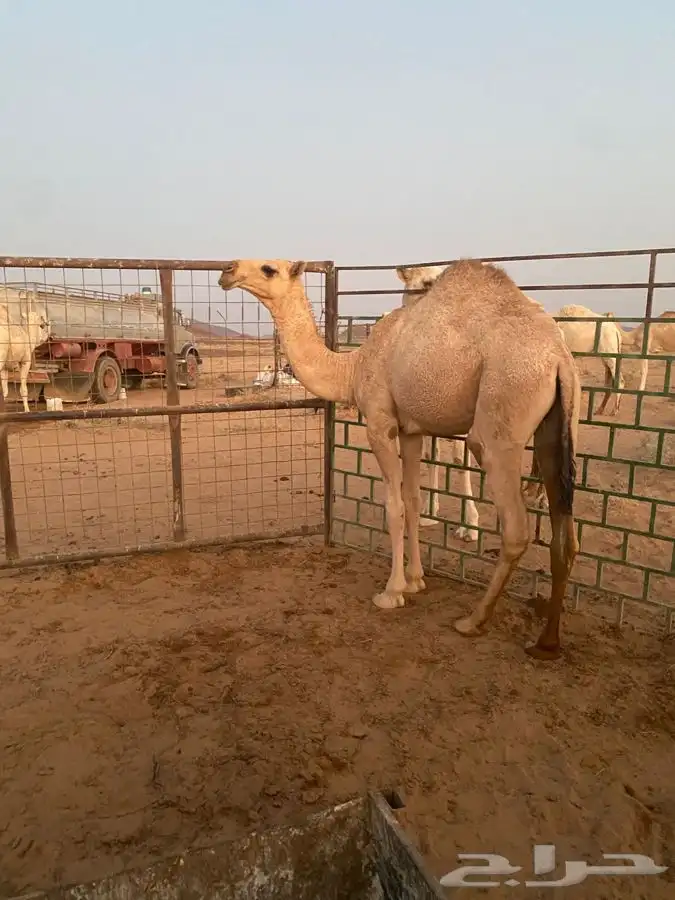 للبيع بكره شقحاء ديبانيه 2