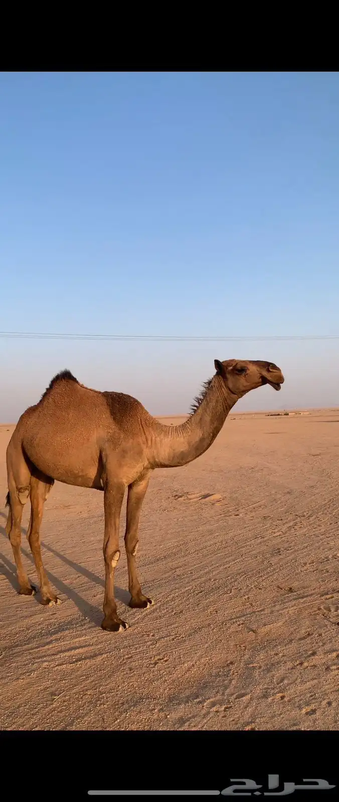 لبيع بكره صفراء دبيانيه 2