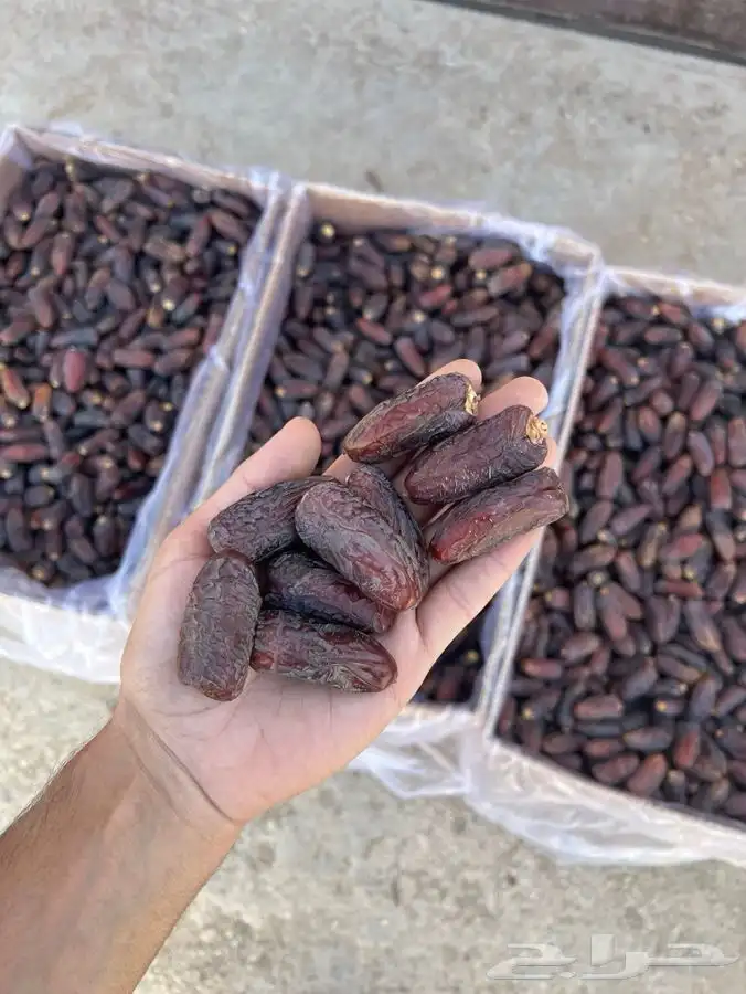 تمر دخيني مبروم ملكي حبه كبير 0
