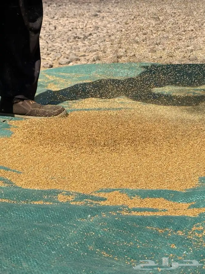 بذور برسيم صبخاوي انتاج 2025 درجه اولى 0