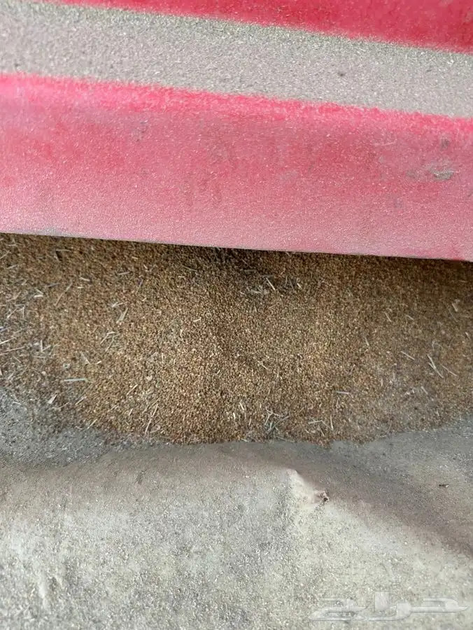 بذور برسيم صبخاوي انتاج 2025 درجه اولى 3