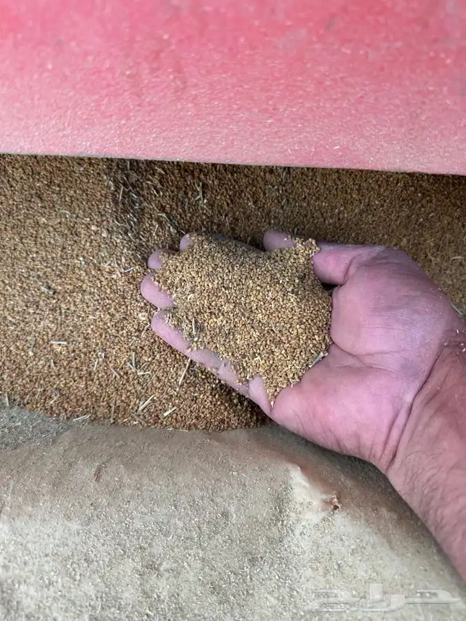 بذور برسيم صبخاوي انتاج 2025 درجه اولى 2