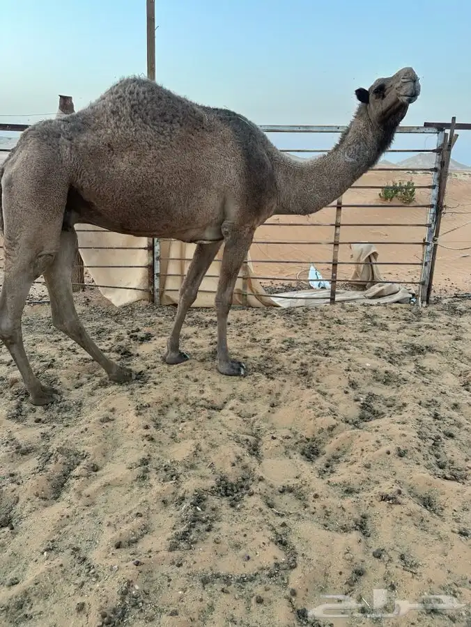 ضروبه شعلا 2