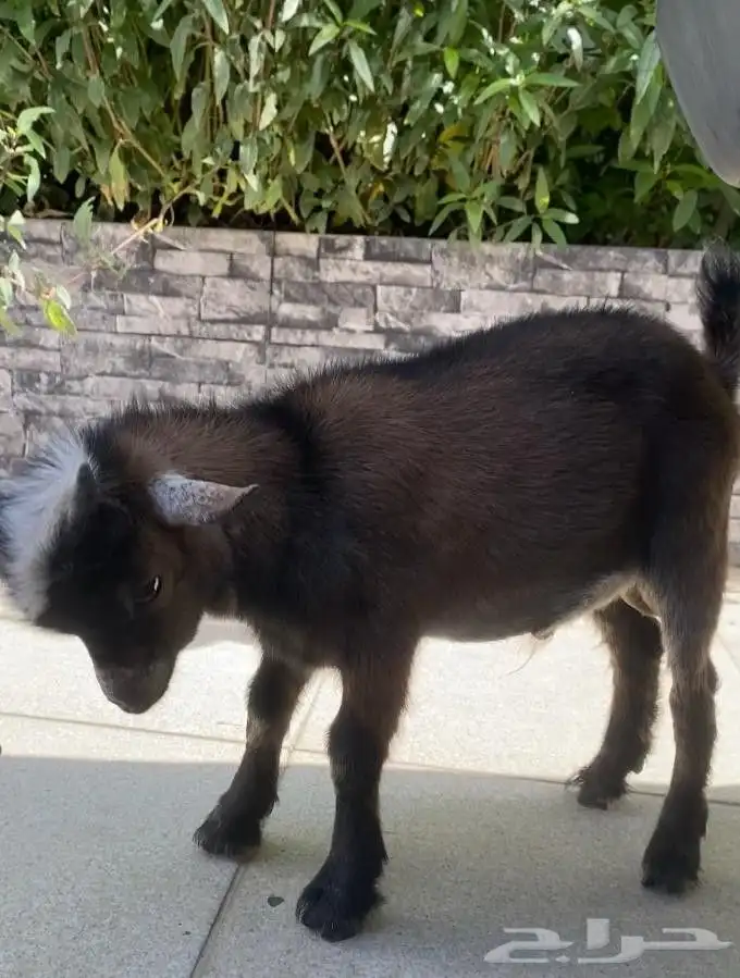 تيس قزم شهرين يلعب ونيس للاطفال 4