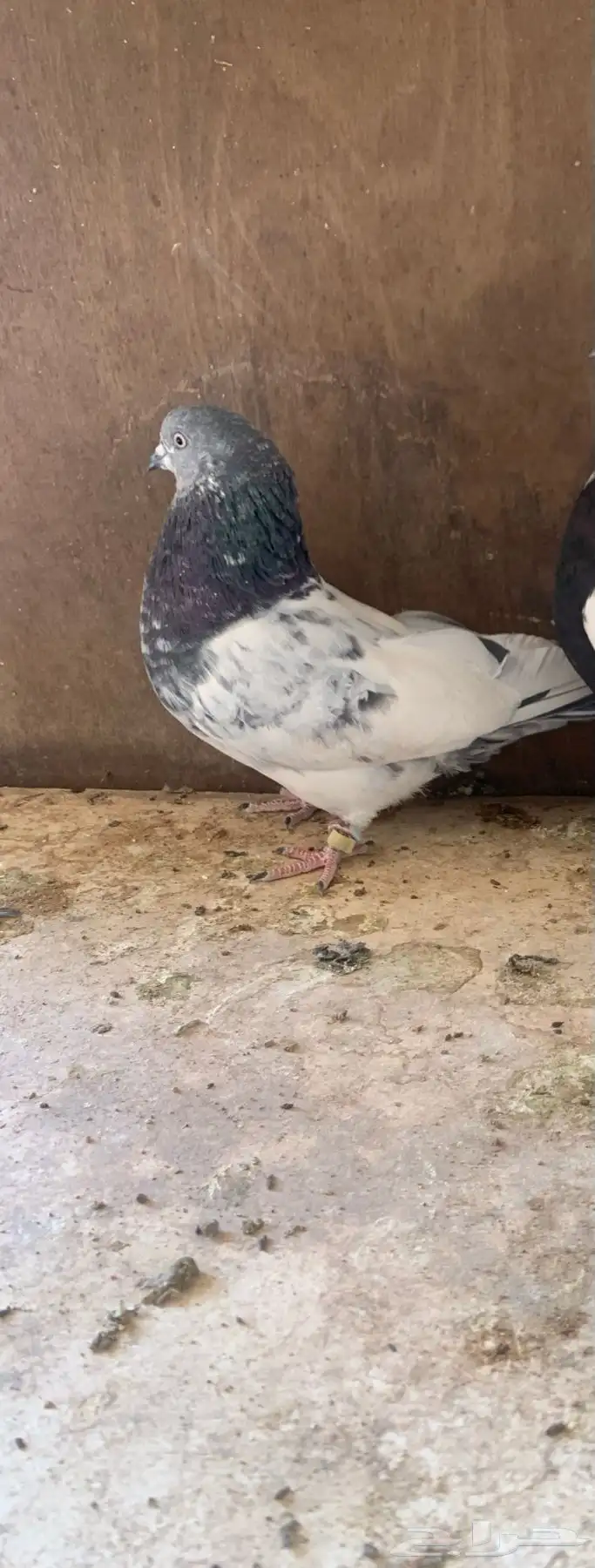 حمام باكستاني طيران 2