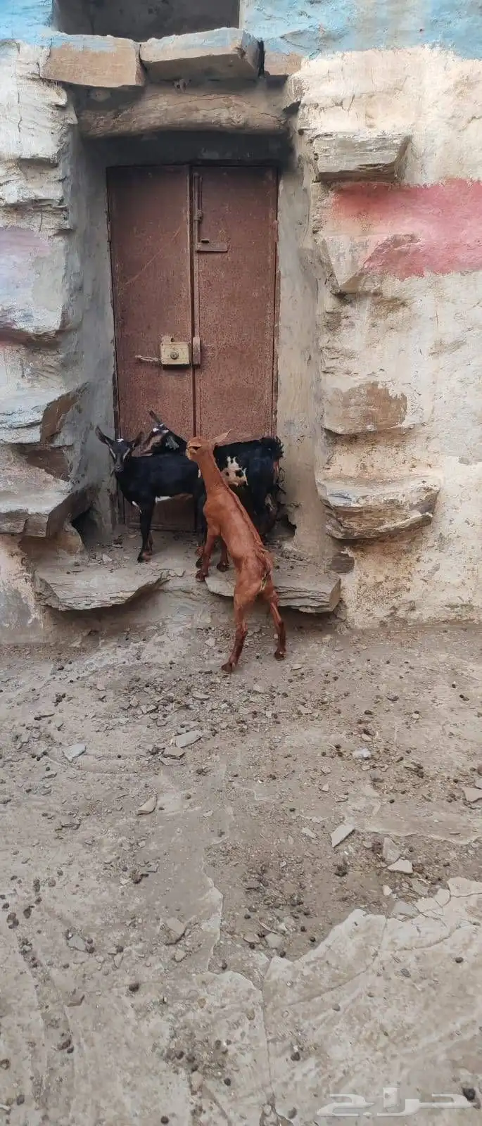 تيوس لباني 2