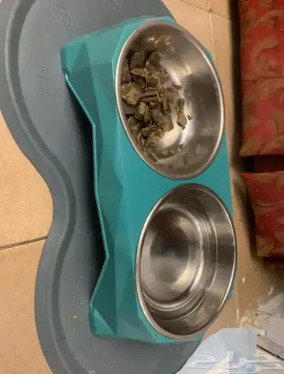 كلب من البيشون فريز الفرنسي index