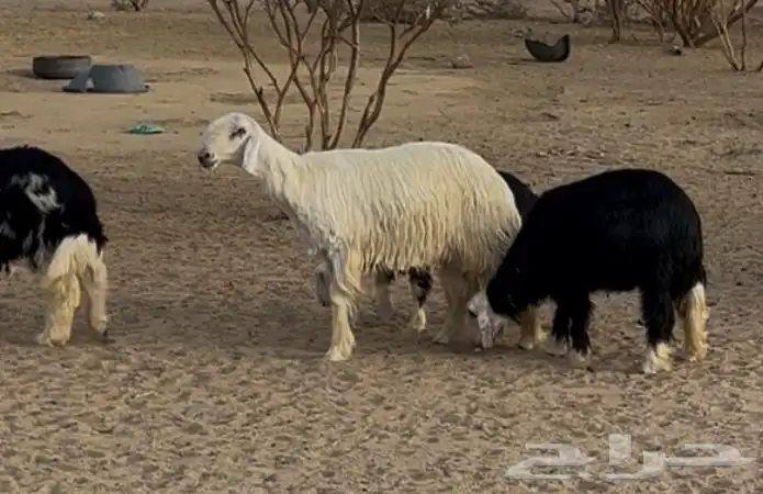 طلي عيسى نجدي مشروط ثني 0