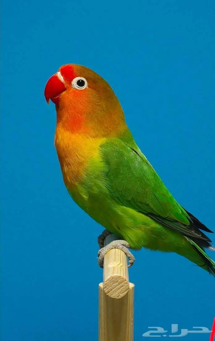 مفقود طائر فيشر 0