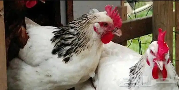 دجاج وديوك بلدي 8