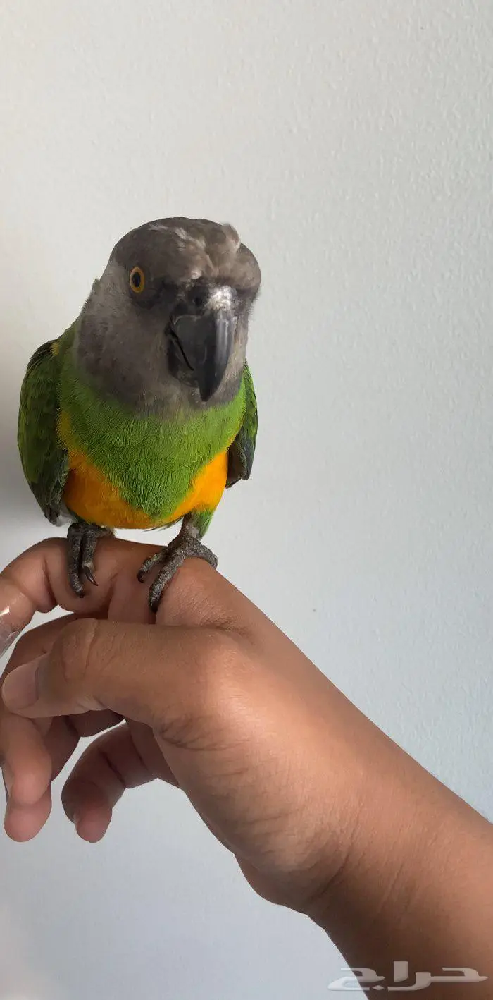 ببغاء سنغالي (يويو) 0