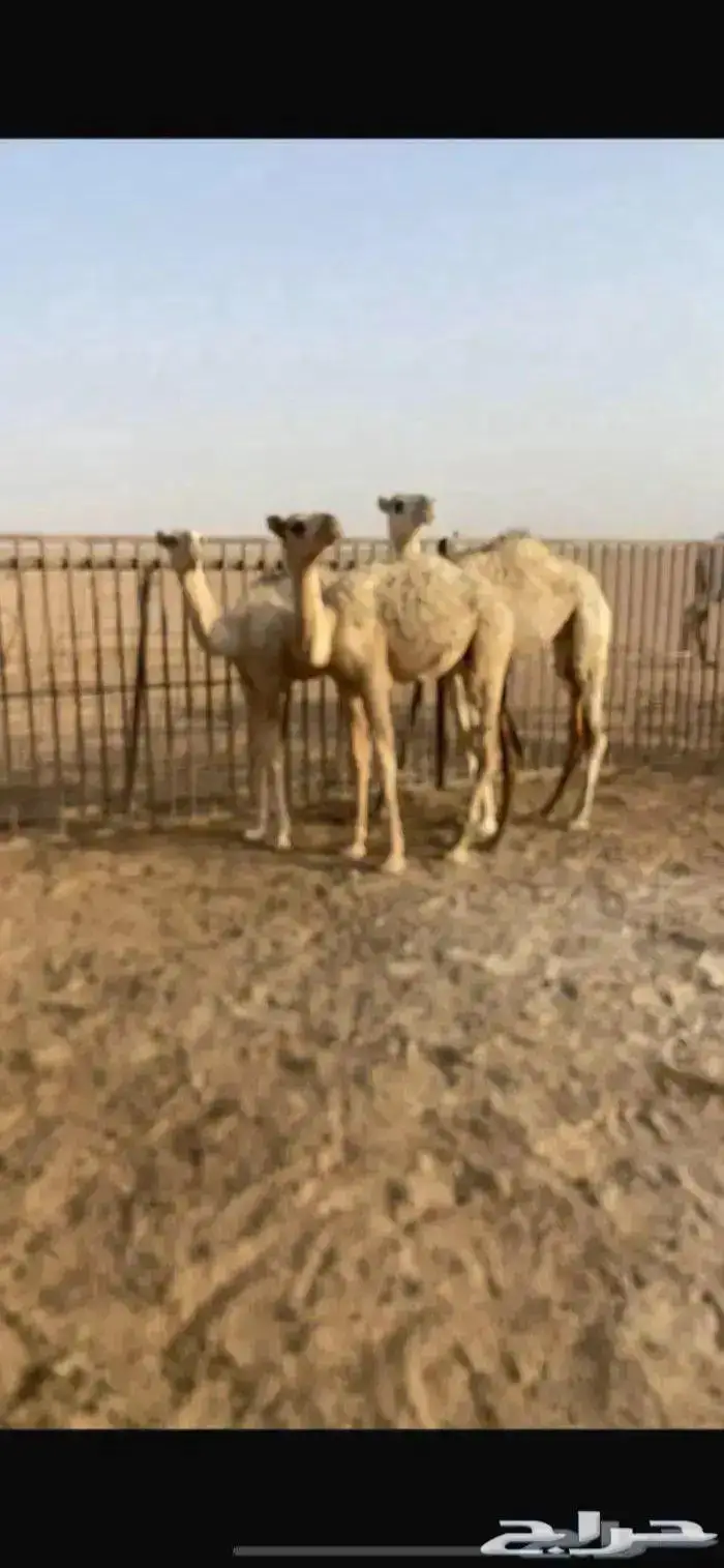 قعود. وبكار 2 للبيع 0