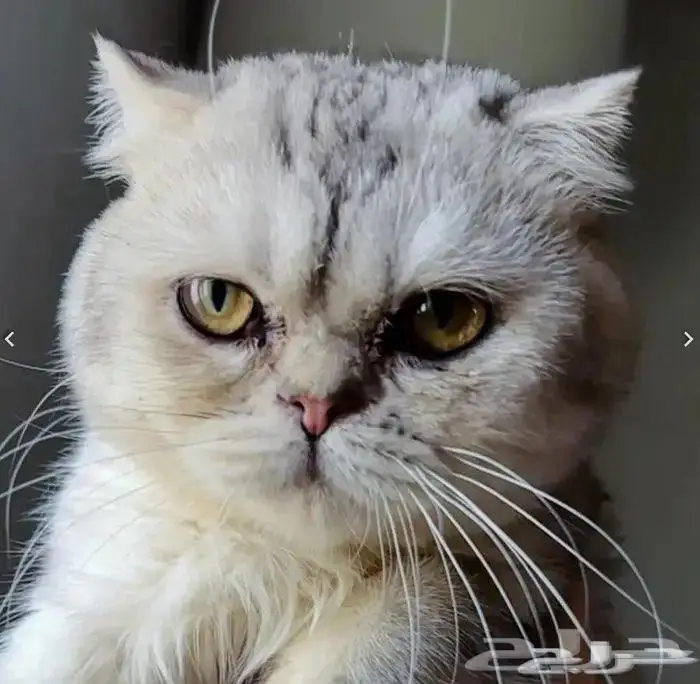 ذكر سكوتش فولد سلفر للتزاوج 1