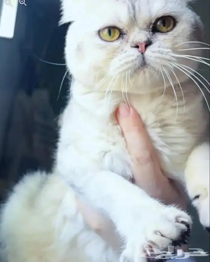 ذكر سكوتش فولد سلفر للتزاوج 2