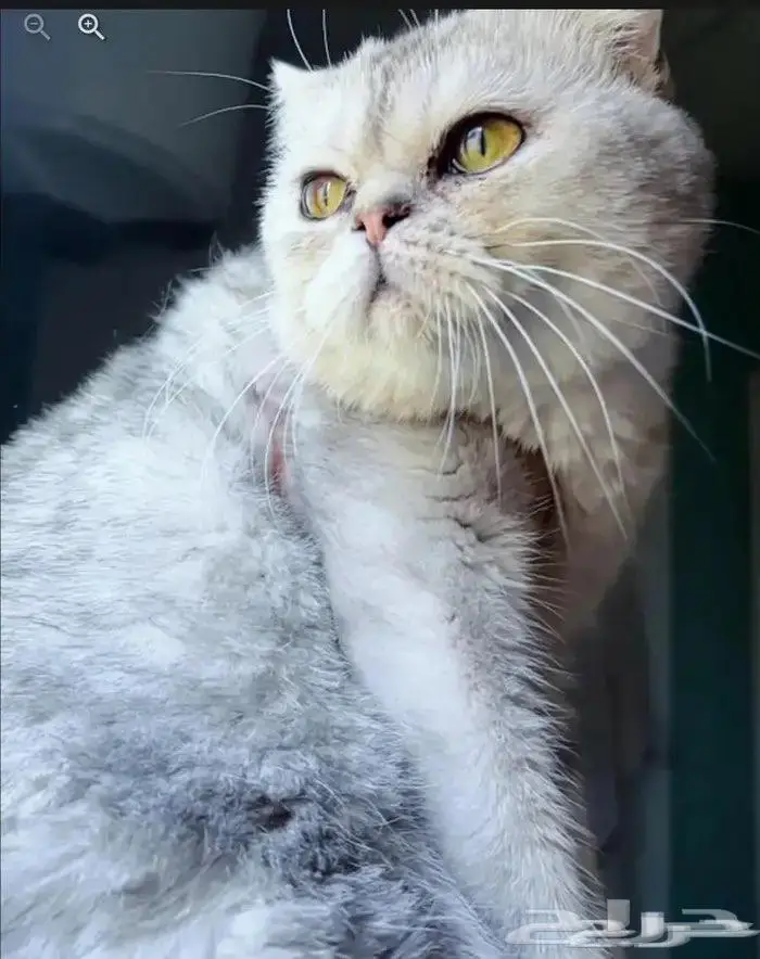 ذكر سكوتش فولد سلفر للتزاوج 0