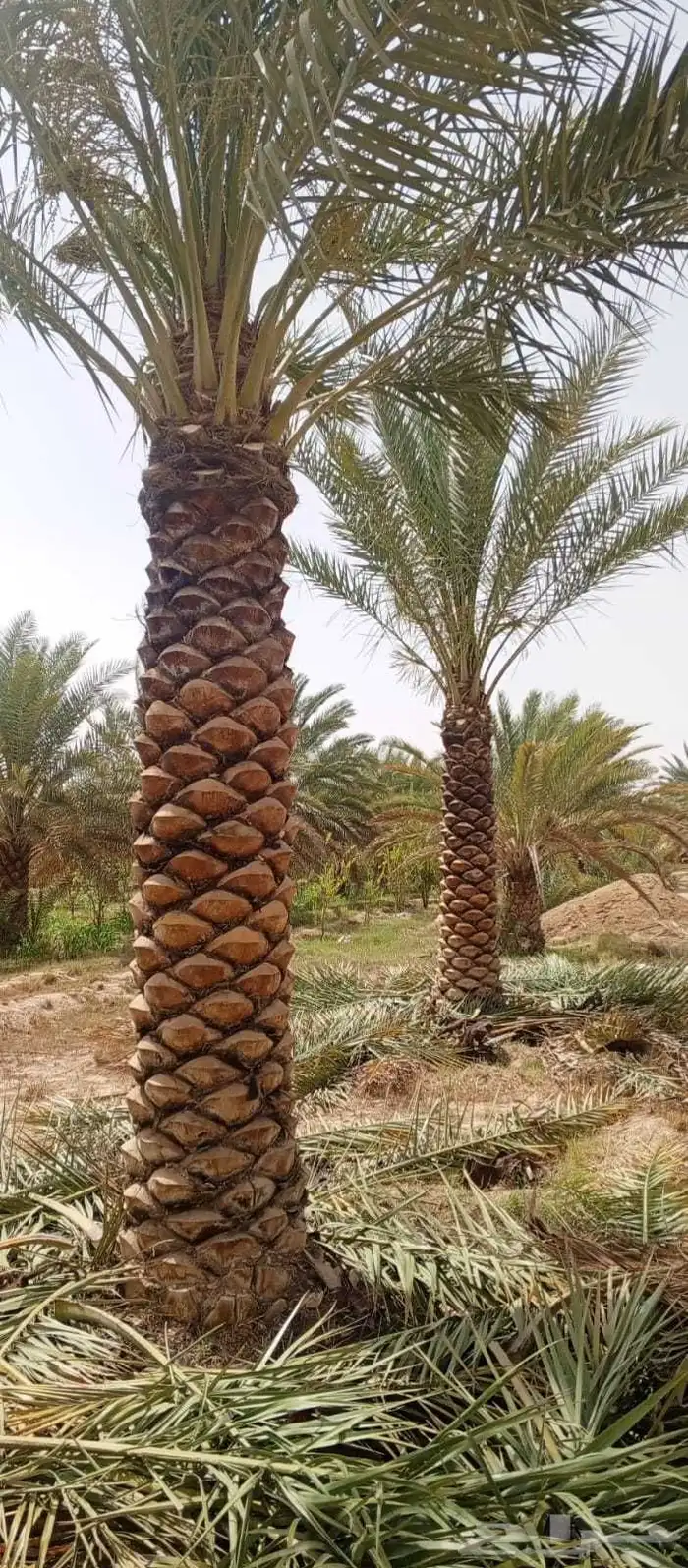 واشنطن نخيل الواشنطن ازينه 8