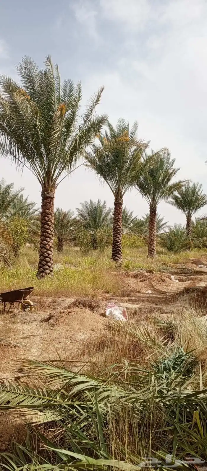 واشنطن نخيل الواشنطن ازينه 4