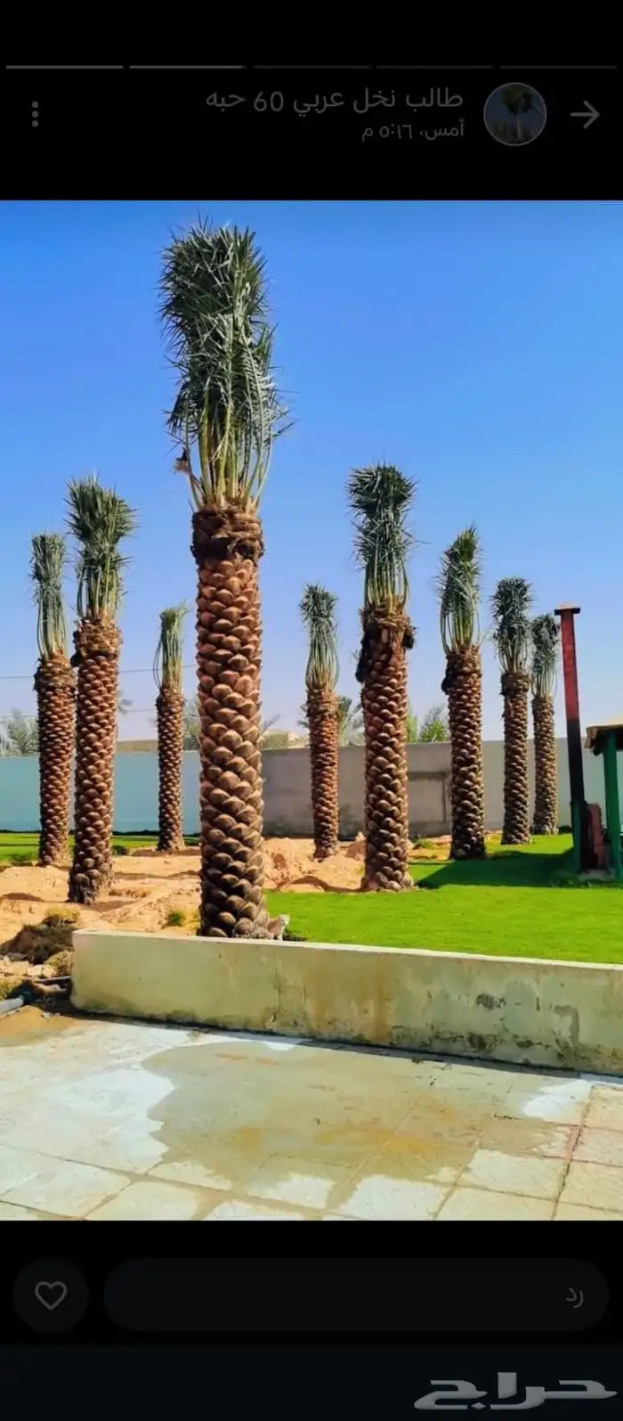 يوجد لدينا توريد جميع انواع نخيل الواشنطن 0