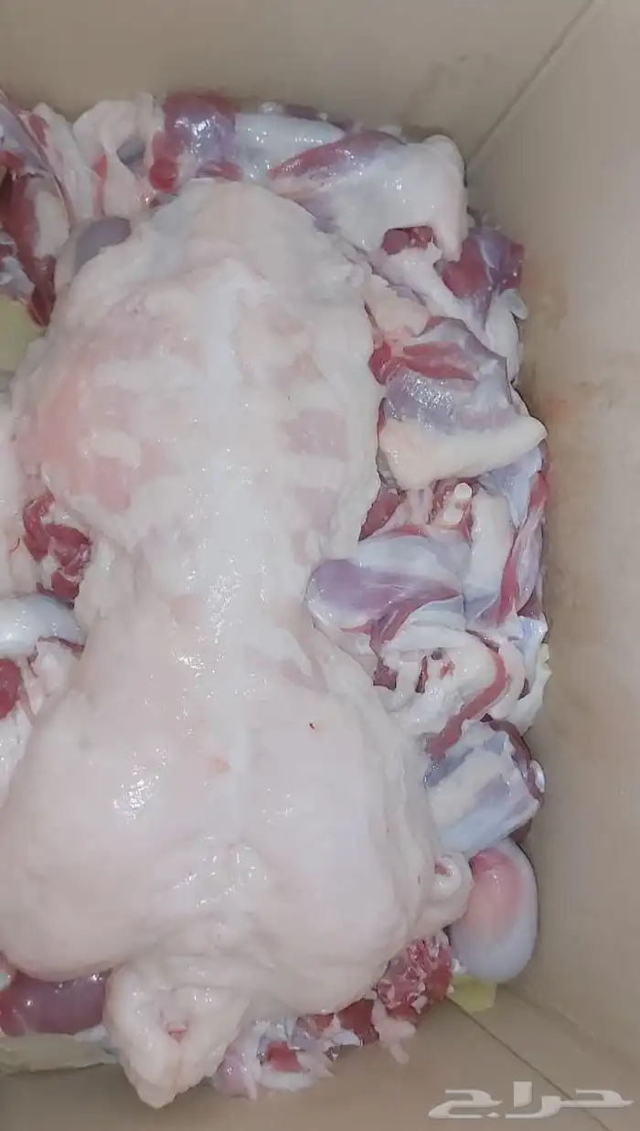 ملحمة النسيم البلدي تيوس خرفان حشوان صغير ويوجد توصيل 5