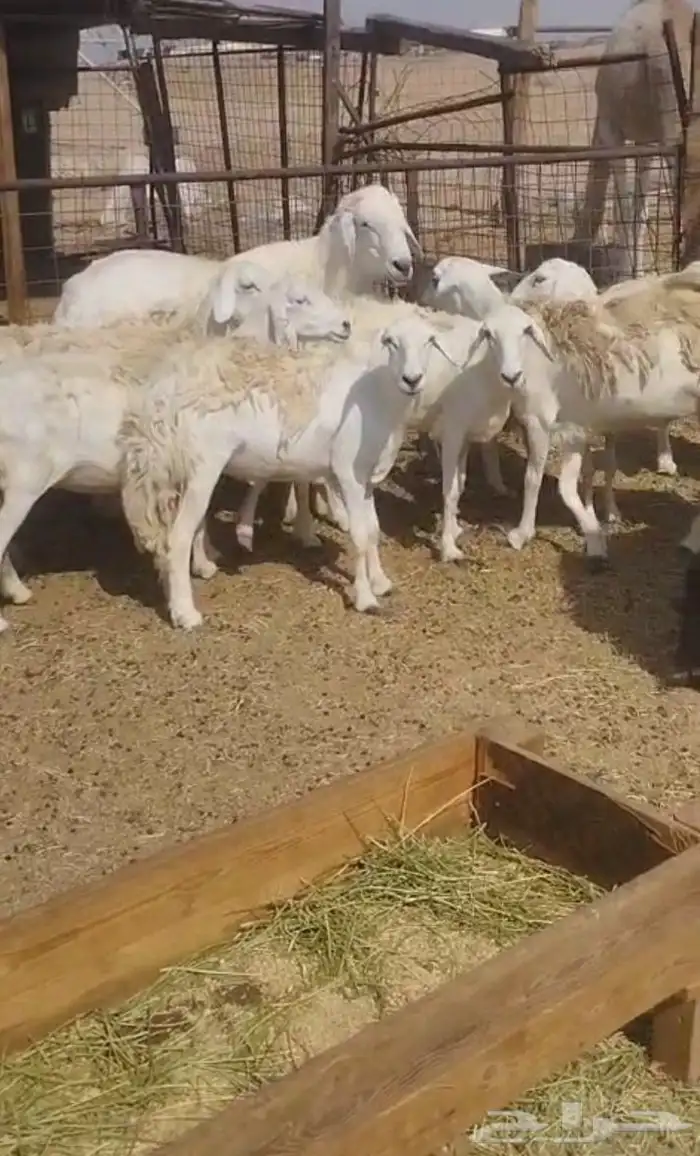 غنم بفحلها 2