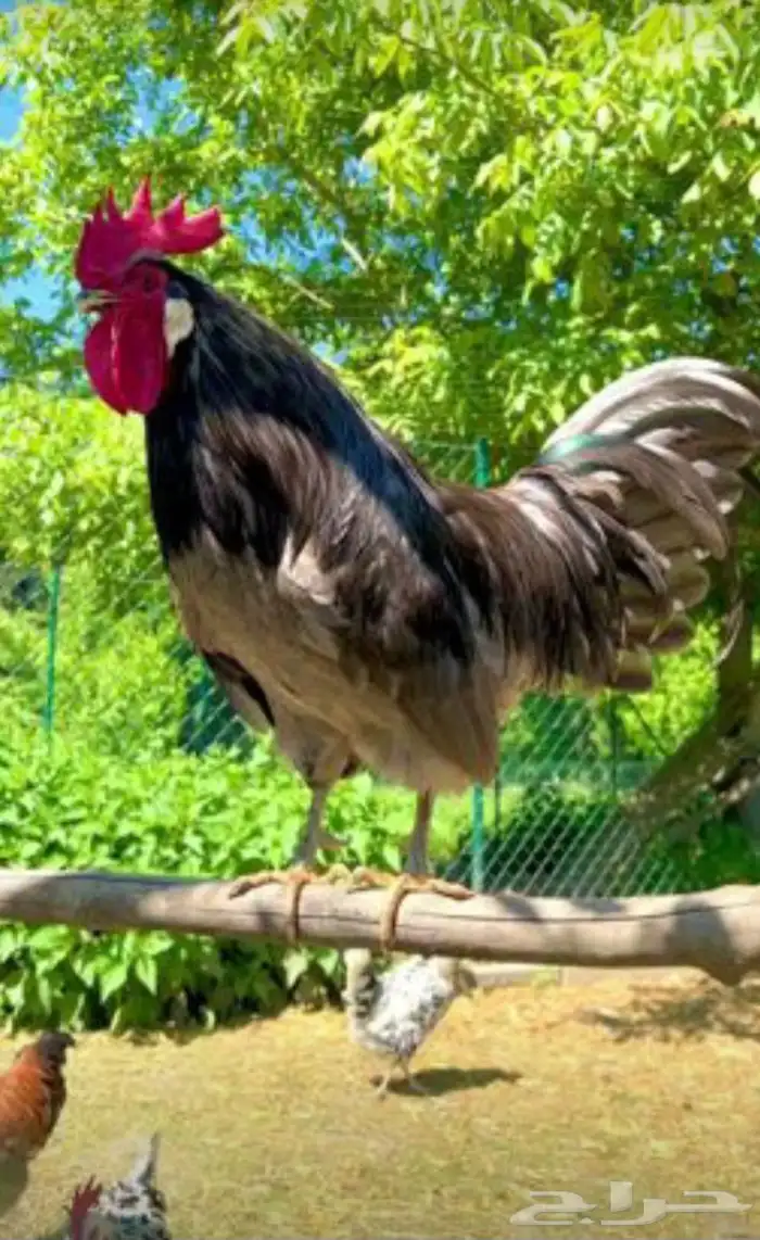 دجاج وديوك بلدي 0