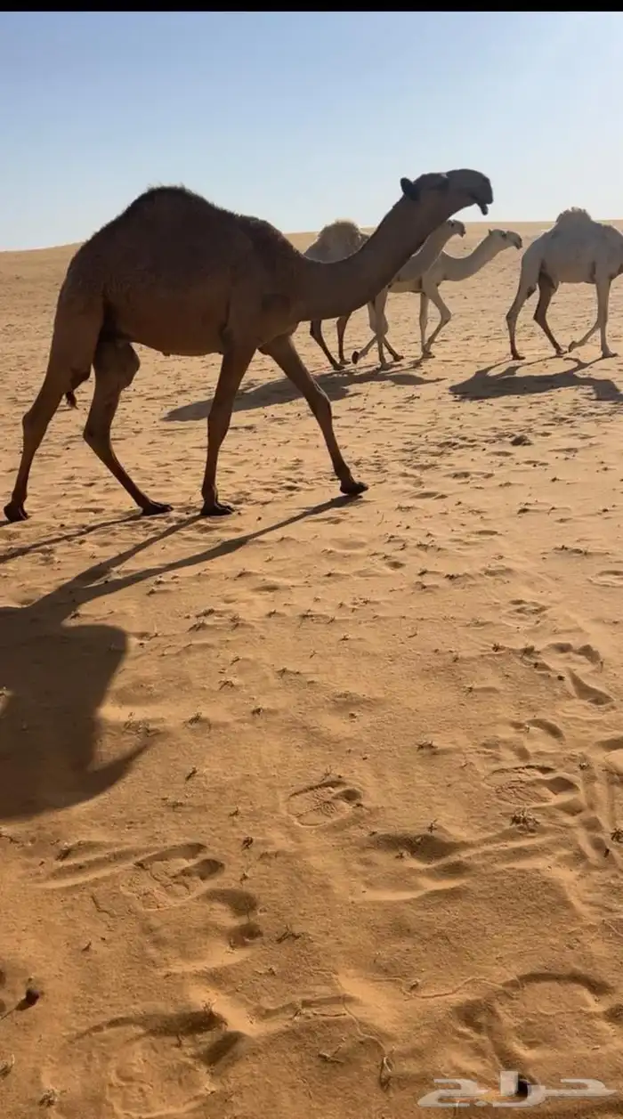 اعرض لك قعدان وبكره 0