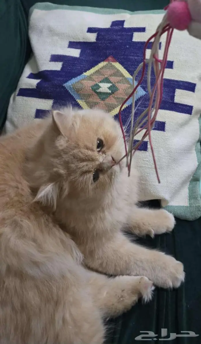 قطة للتبني العمر 9 شهور 1