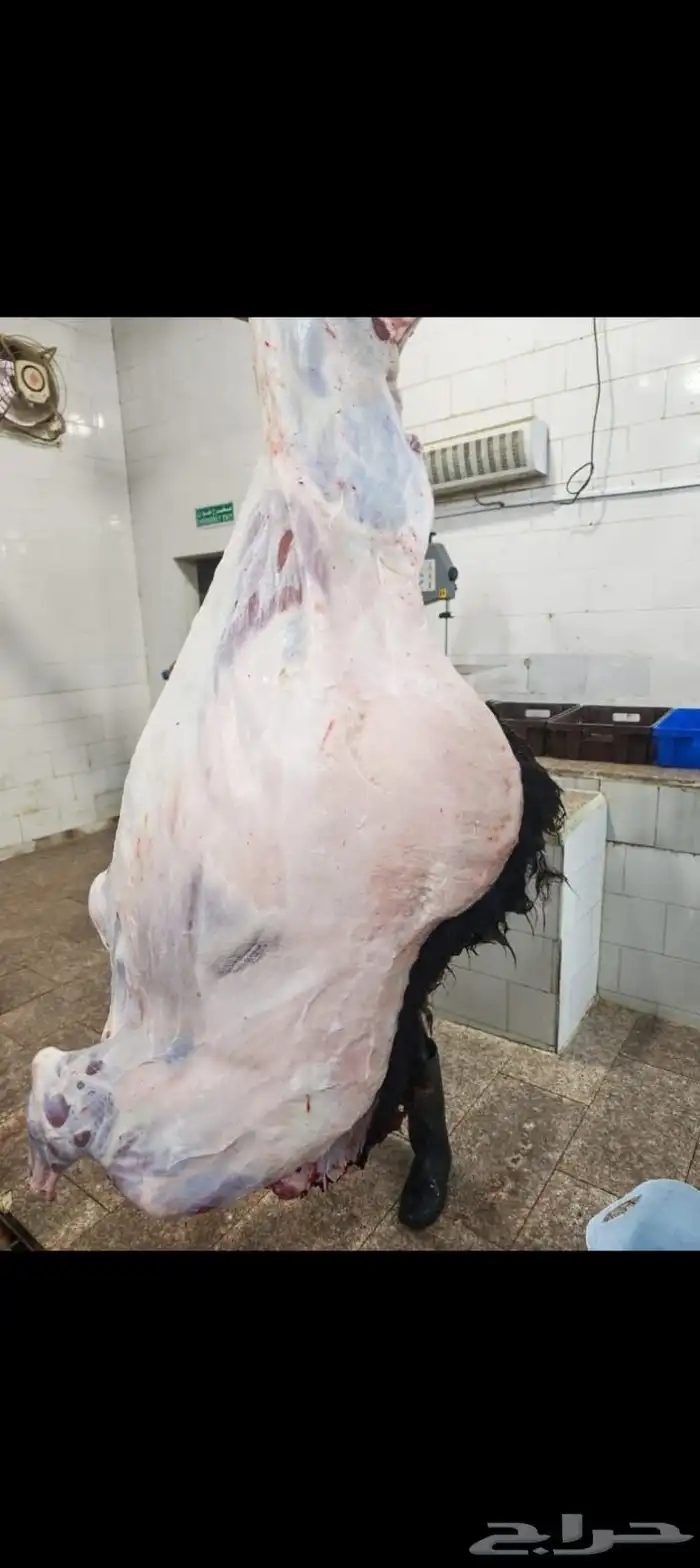 ملحمة النسيم البلدي تيوس خرفان حشوان صغير ويوجد توصيل 6